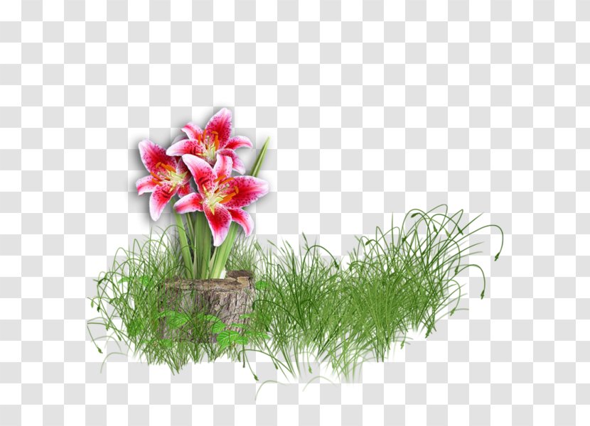 Flower Lilium - Bouquet Transparent PNG
