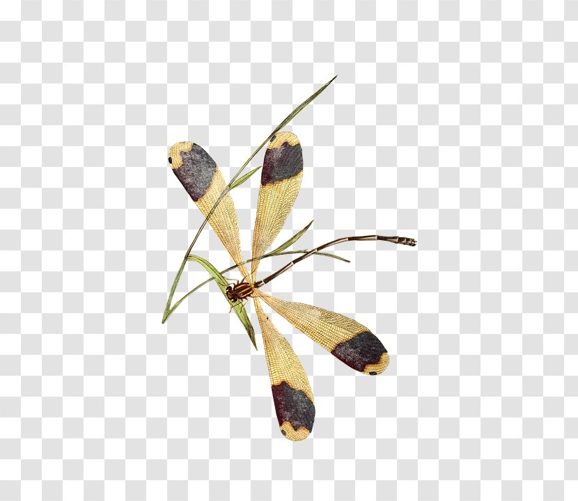 Butterfly Dragonfly Insect Wing Pterygota Brush-footed Butterflies Transparent PNG