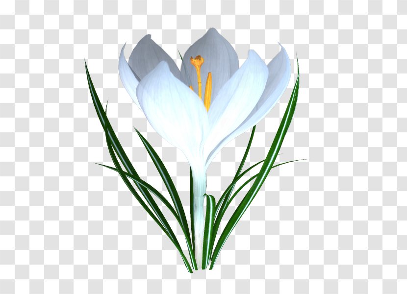 Crocus TinyPic Video - Web Hosting Service - Fy Transparent PNG