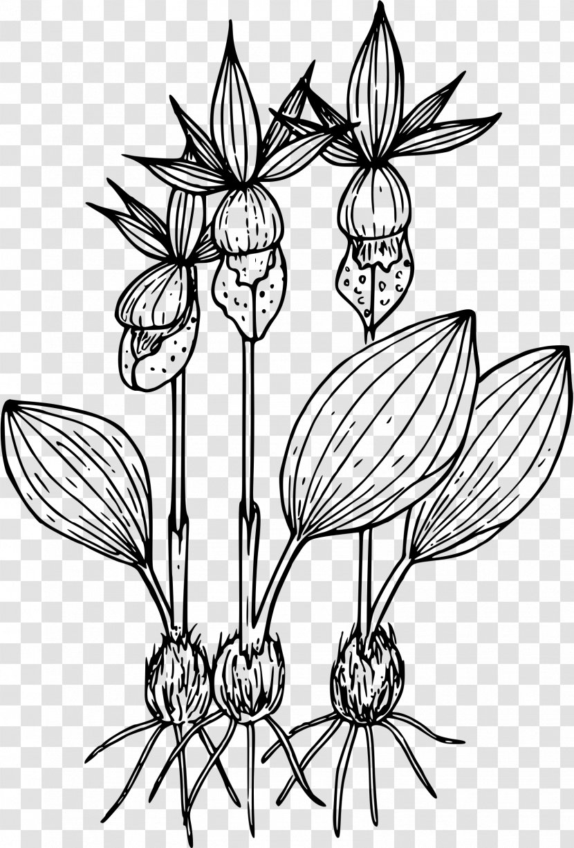 Drawing Calypso Flower - Wildflower Transparent PNG