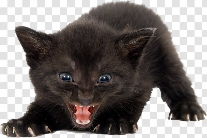 Kitten Feral Cat Black Wildcat - Silhouette Transparent PNG