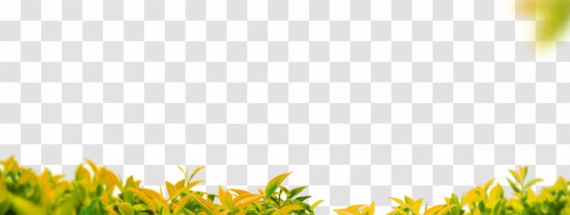 Download Clip Art - Grass - Yellow-green Simple Bureaucratic Texture Transparent PNG