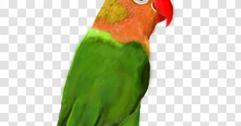 Lovebird Macaw Parakeet Beak - Lovebirds Transparent PNG