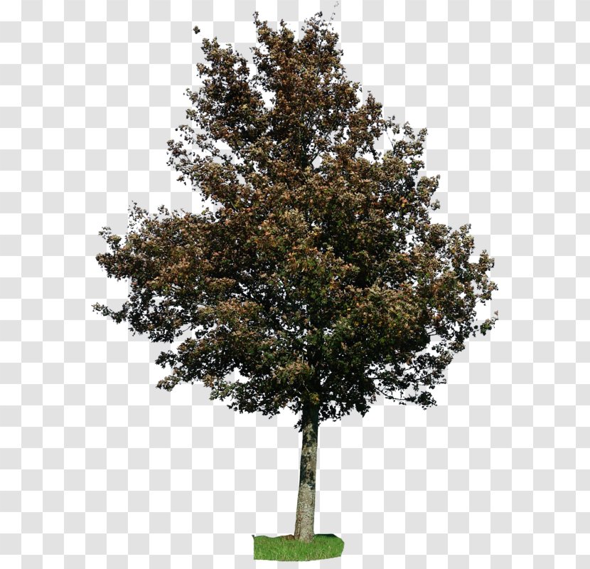 Fir American Linden Tree Holly Shrub - Branch Transparent PNG