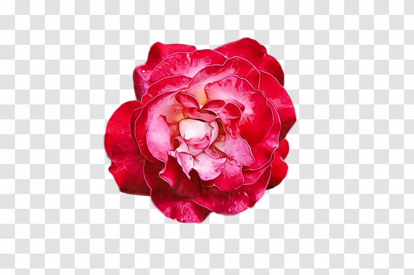 Garden Roses Transparent PNG