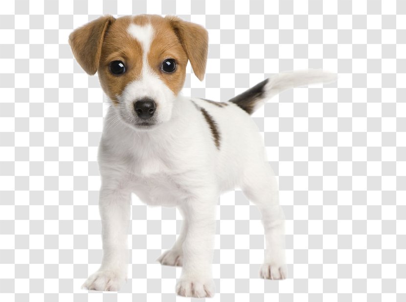 Jack Russell Terrier Parson Miniature Fox Bull - Snout - Puppy Transparent PNG