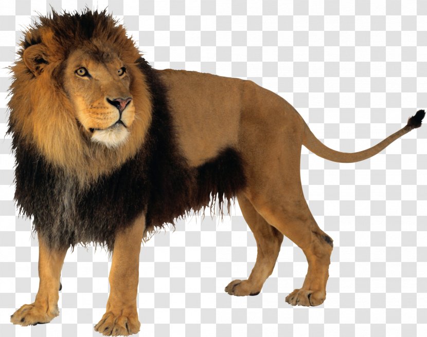 Lion Clip Art - Information Transparent PNG