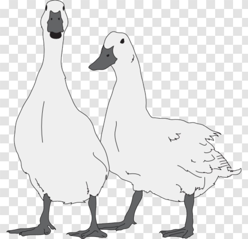 Duck Snow Goose Cygnini Bird - Cabinetry Transparent PNG
