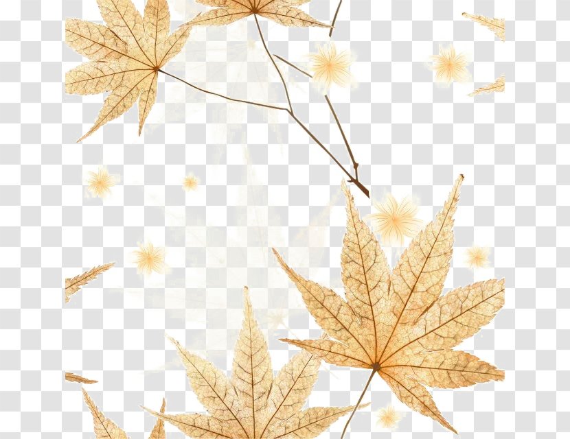 Leaf Autumn - Tree - Yellow Leaves Transparent PNG
