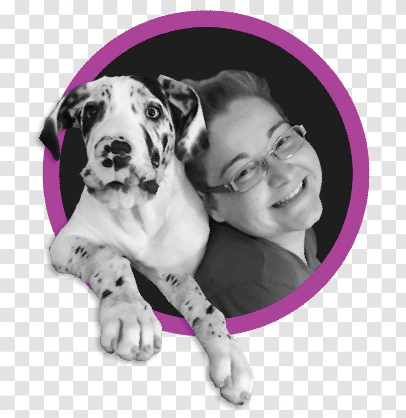 Great Dane Maddie Poppe Dalmatian Dog Puppy Breed - Like Mammal Transparent PNG