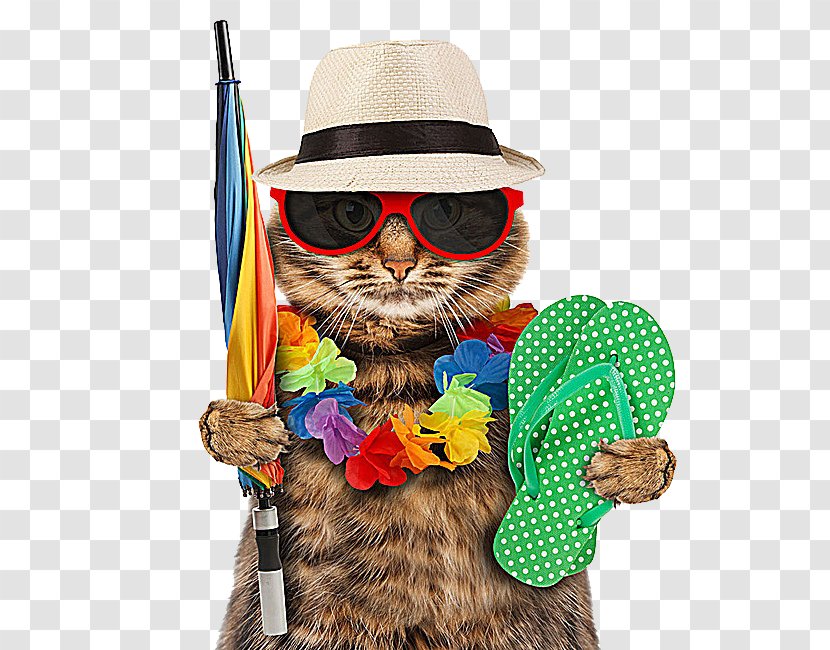 Vacation Kitten Dog Travel - Depositphotos Transparent PNG