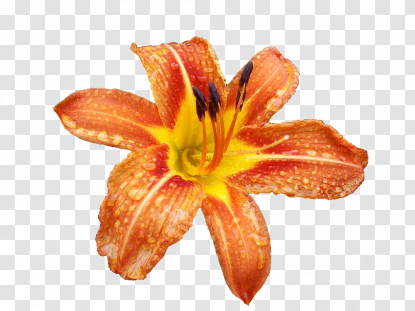 Flower Tiger Lily Lilium Columbianum Bulbiferum - Peach Transparent PNG