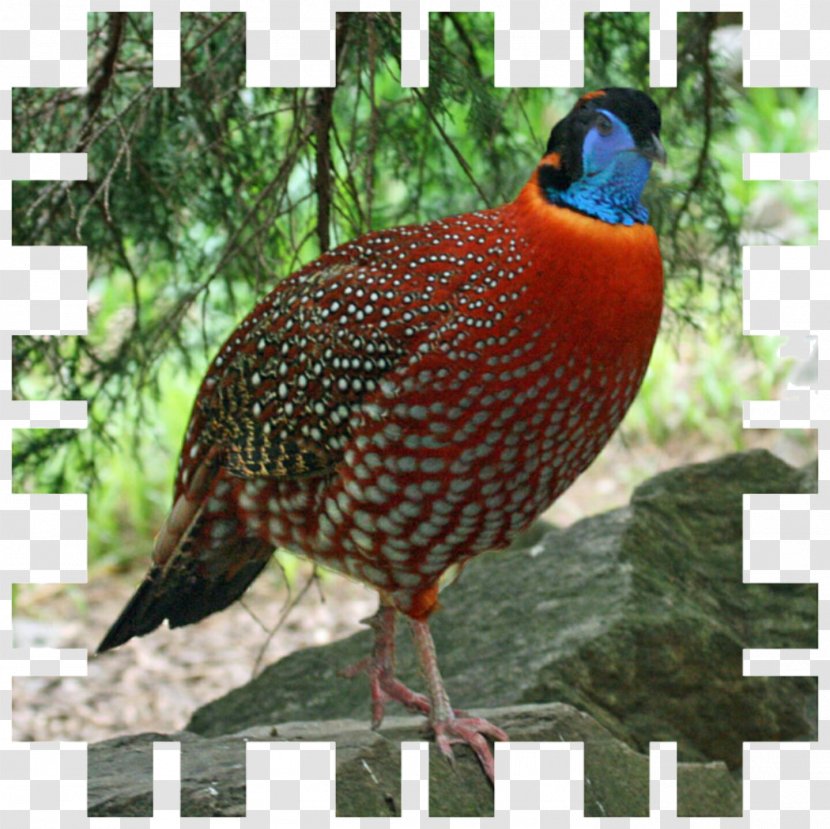 Bird Temminck's Tragopan Blyth's Feral Chicken Pheasant Transparent PNG