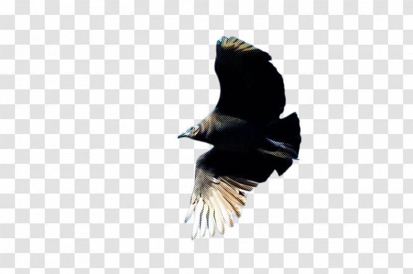 Feather - Eagle - Bald Transparent PNG