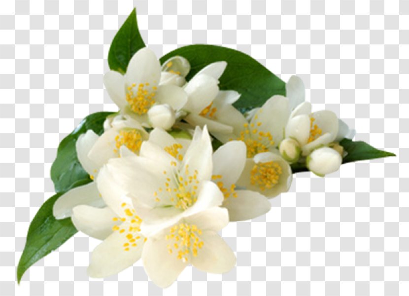 Arabian Jasmine Flower Clip Art - Flowering Plant Transparent PNG