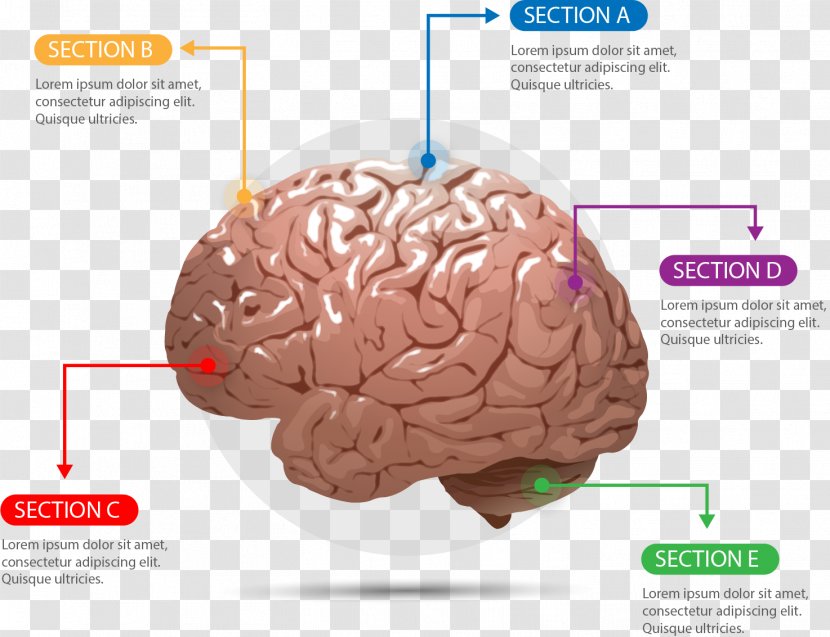 Human Brain Agy Cerebrum Euclidean Vector - Tree - Plastic Chart Transparent PNG
