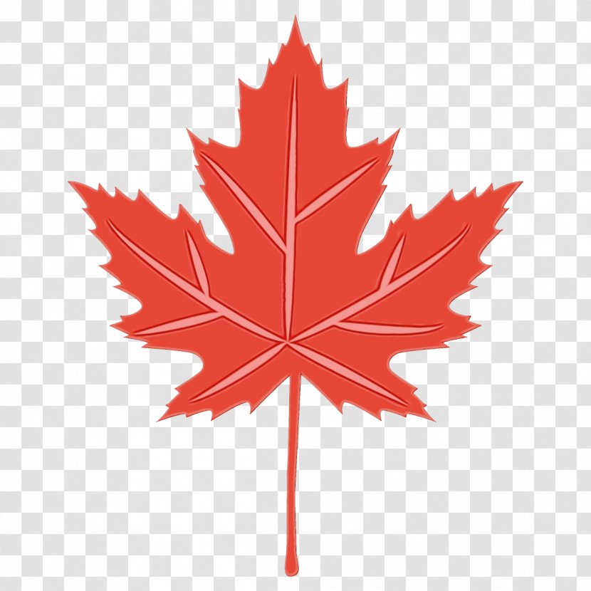 Maple Leaf - Paint - Plane Transparent PNG