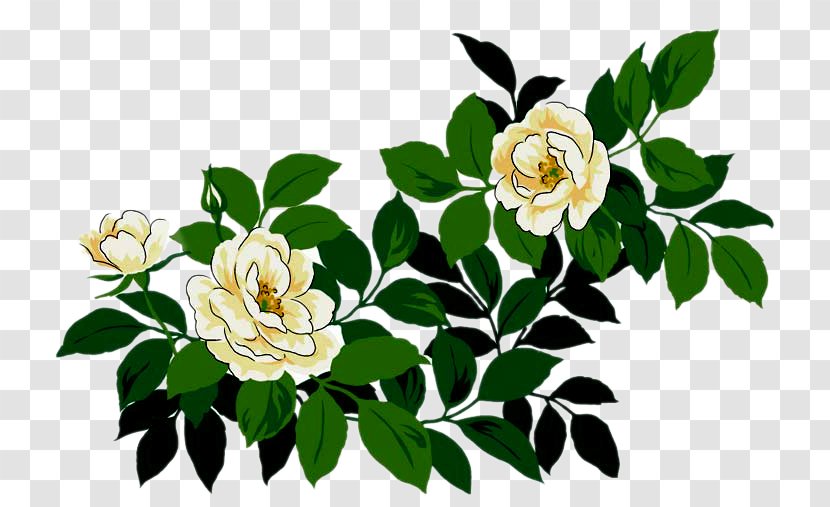 Centifolia Roses Cut Flowers Garden Floral Design - Flowering Plant - Flower Transparent PNG