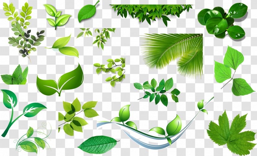 Clip Art Image Leaf Vector Graphics - Vascular Plant - Spring Planting Cartoon Banana Transparent PNG