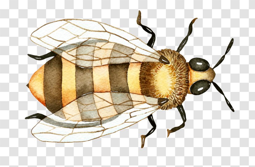 Watercolor Drawing - Painting - Blister Beetles Tachinidae Transparent PNG