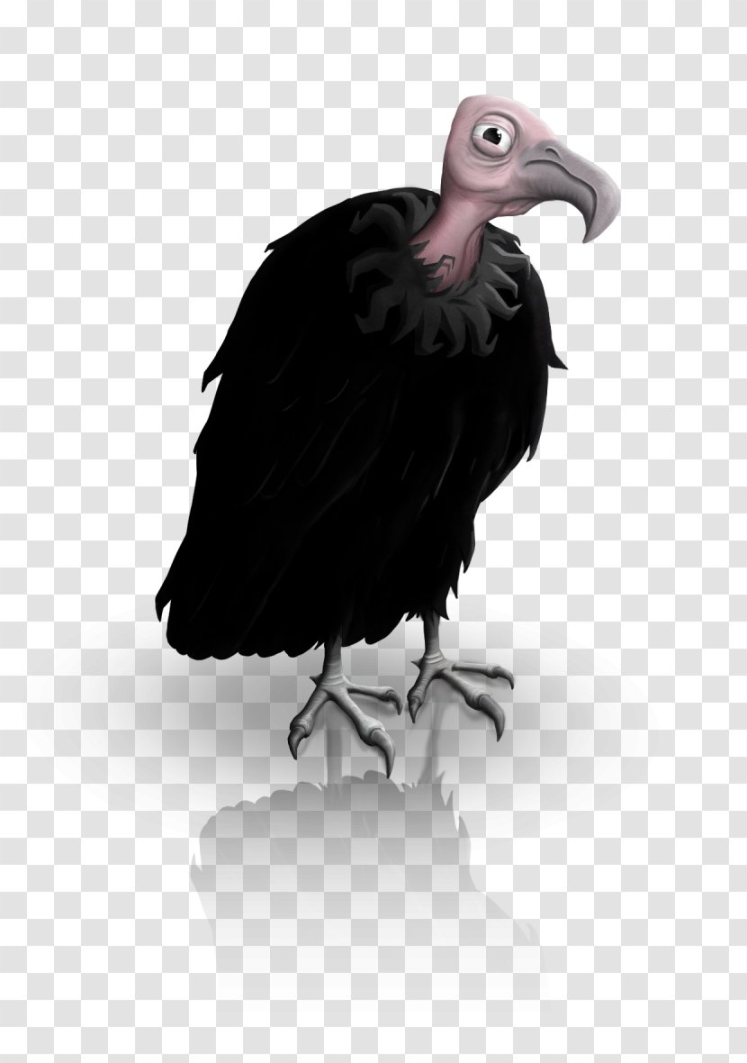 Vulture Beak - Fauna - Bird Of Prey Transparent PNG
