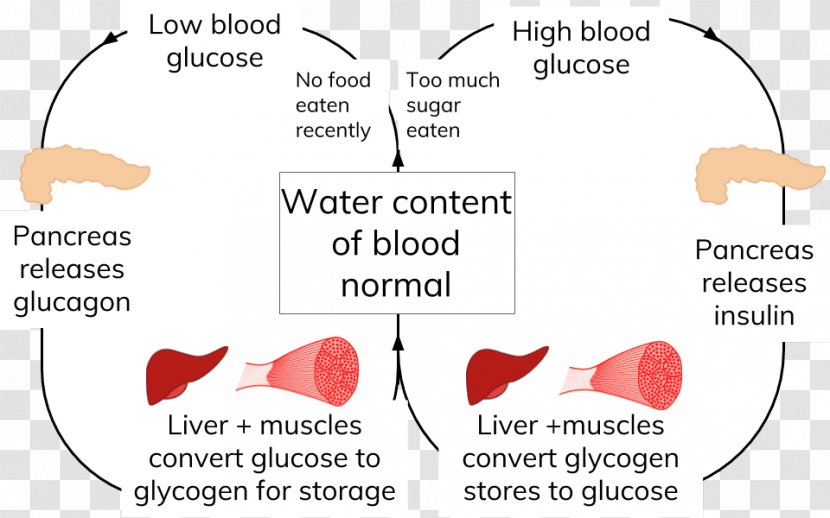 Assessment And Qualifications Alliance General Certificate Of Secondary Education Biology Physics Diagram - Cartoon - Blood Glucose Transparent PNG