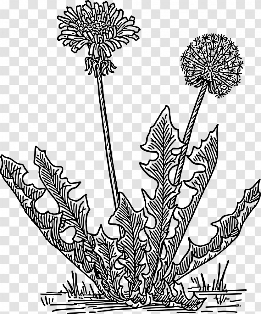 Cartoon Sun - Musician - Perennial Plant Vascular Transparent PNG