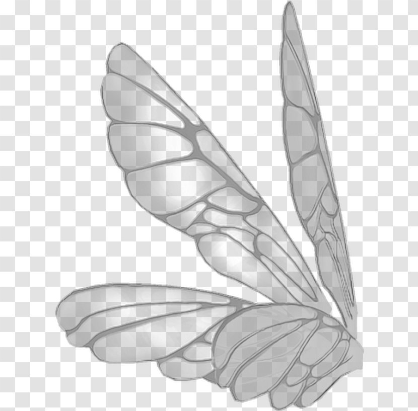 Feather - Plant - Moths And Butterflies Transparent PNG