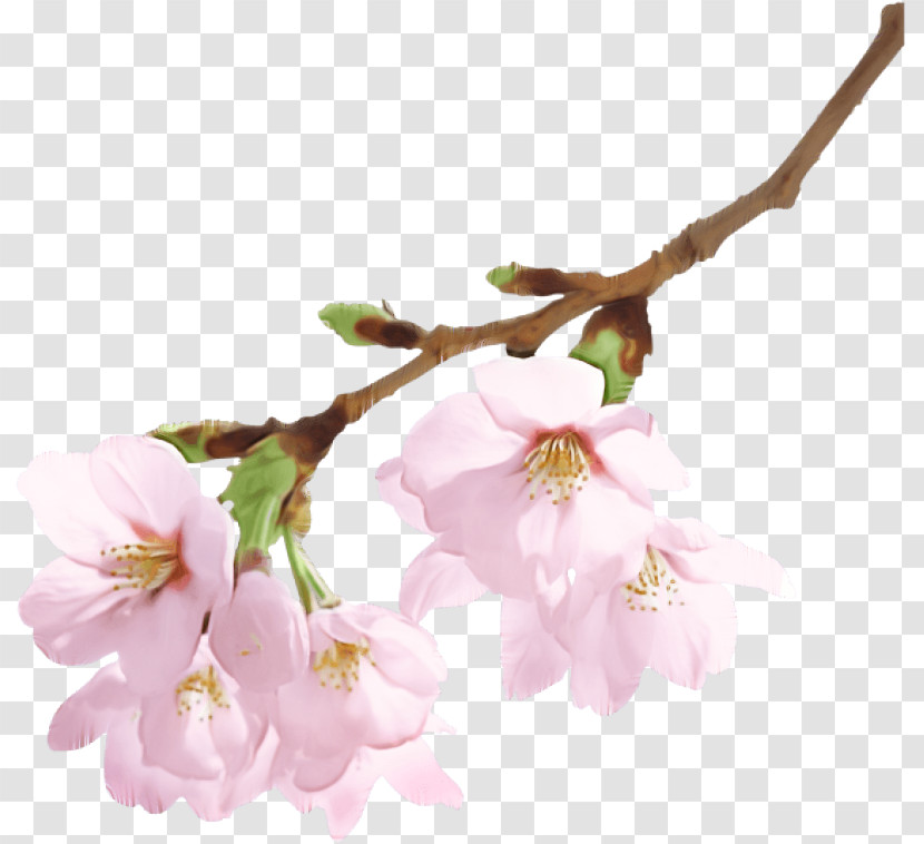 Cherry Blossom Transparent PNG