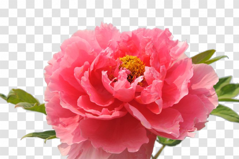 Luoyang Carnation Floral Emblem National Flower Of The Republic China - Blossom - Peony Transparent PNG