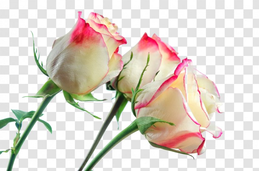 Rose Photography Flower - Bud - White Roses Transparent PNG