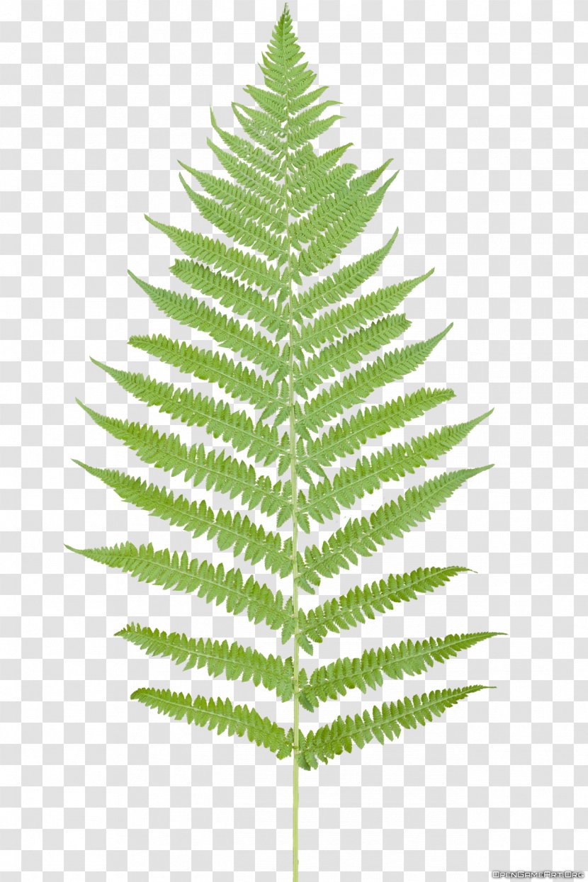 Leaf Fern Flower Plant - Tropical Ferns Transparent PNG