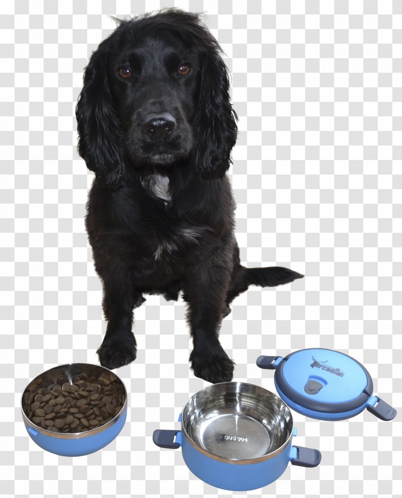 Boykin Spaniel Cat Food Bowl Bucket - Campsite - Dog Transparent PNG