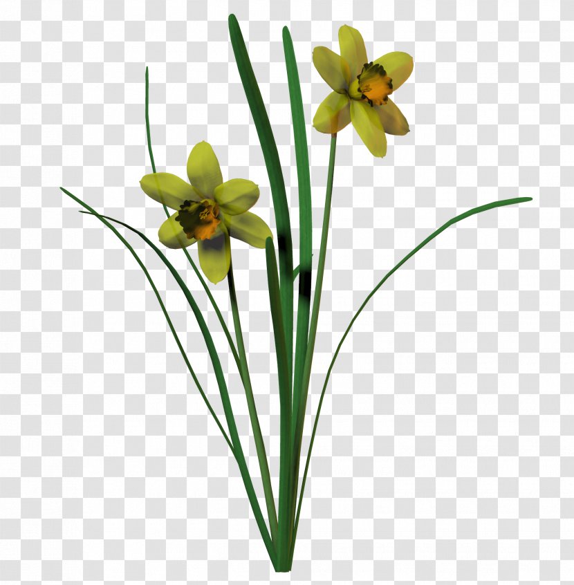 Cut Flowers Rose Tulip Plant Stem - Daffodil Transparent PNG
