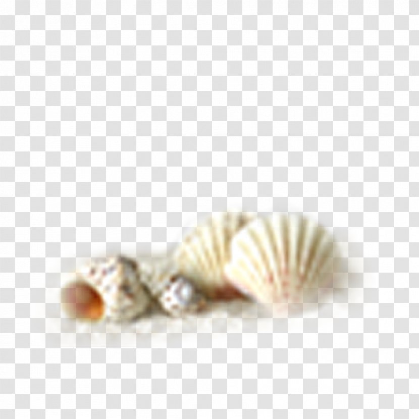 Oyster Conch Seashell - Conchology - Shell Transparent PNG