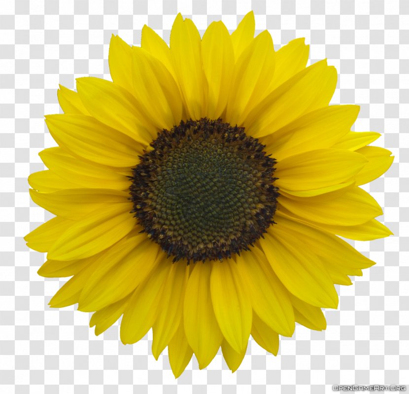 Common Sunflower Royalty-free Clip Art - Oil Transparent PNG