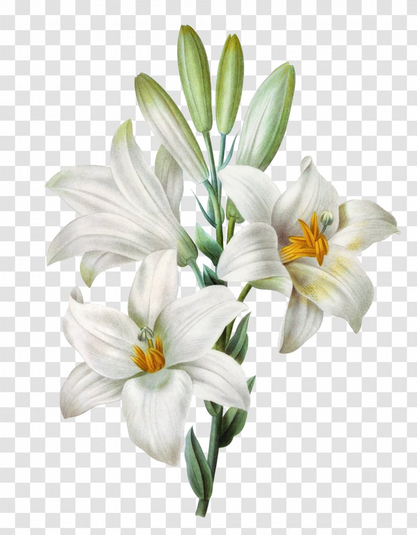 Easter Lily Lilium Candidum Tiger Watercolor Painting - White - Hand-painted Transparent PNG