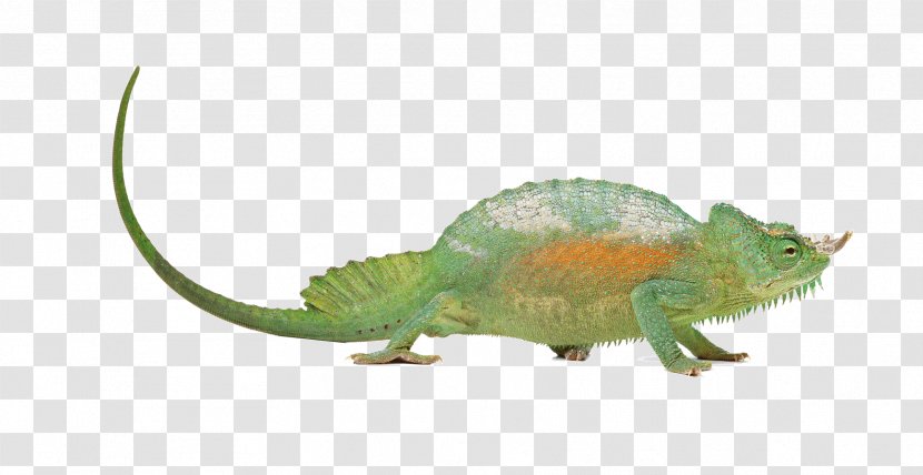 Chameleons Lizard Reptile - Terrestrial Animal - Chameleon Pattern Transparent PNG