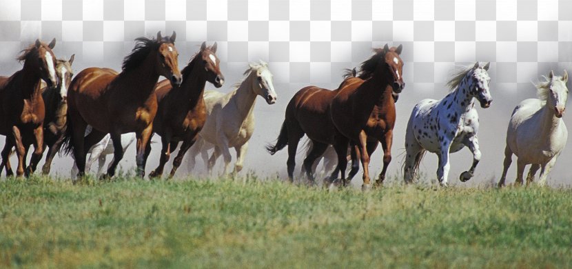 Mustang American Quarter Horse Arabian Andalusian Thoroughbred - Like Mammal Transparent PNG
