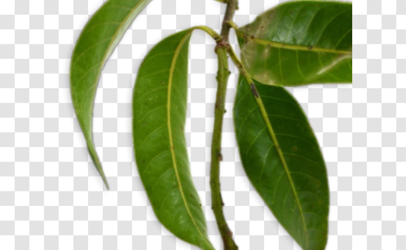 Leaf Bouea Macrophylla Branch Mango Fruit Transparent PNG