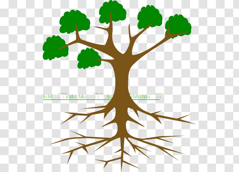 Clip Art Trees And Leaves Image Branch - Drawing - Tree Transparent PNG