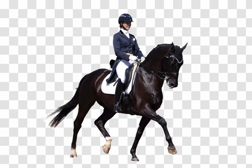Equestrian Dressage Horse English Riding Bridle - Animal Training - Headless Horseman Transparent PNG