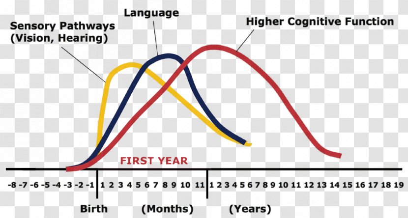 Brain Development Of The Nervous System Neuron Child Executive Functions - Document Transparent PNG