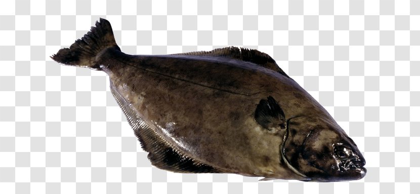 Fish Atlantic Halibut Seafood Cod - Plaice Transparent PNG