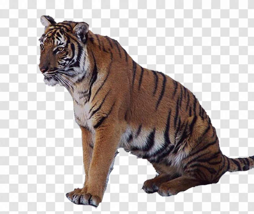 Tiger Lion Animal - Wildlife Transparent PNG