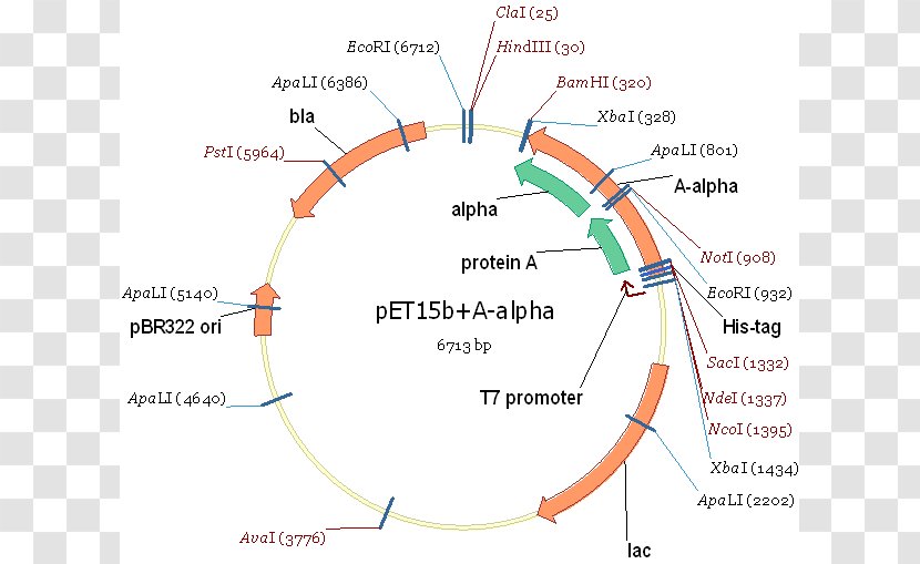 International Genetically Engineered Machine Expression Vector Plasmid Cloning Transparent PNG