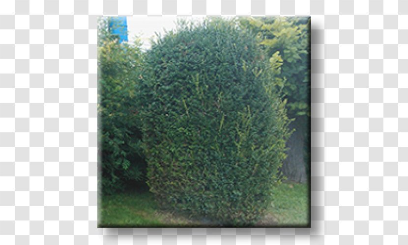 English Yew Shrubland Hedge Buxus Sempervirens Evergreen - Spruce - Plant Transparent PNG