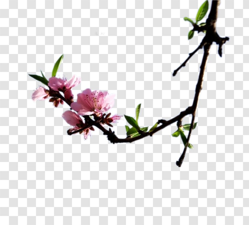 Flash Video Download Digital Container Format MPEG-4 Part 14 - Branch - Peach Blossom Transparent PNG