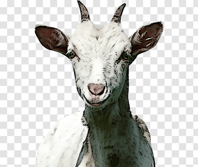 Goat Sheep Snout Biology Science Transparent PNG