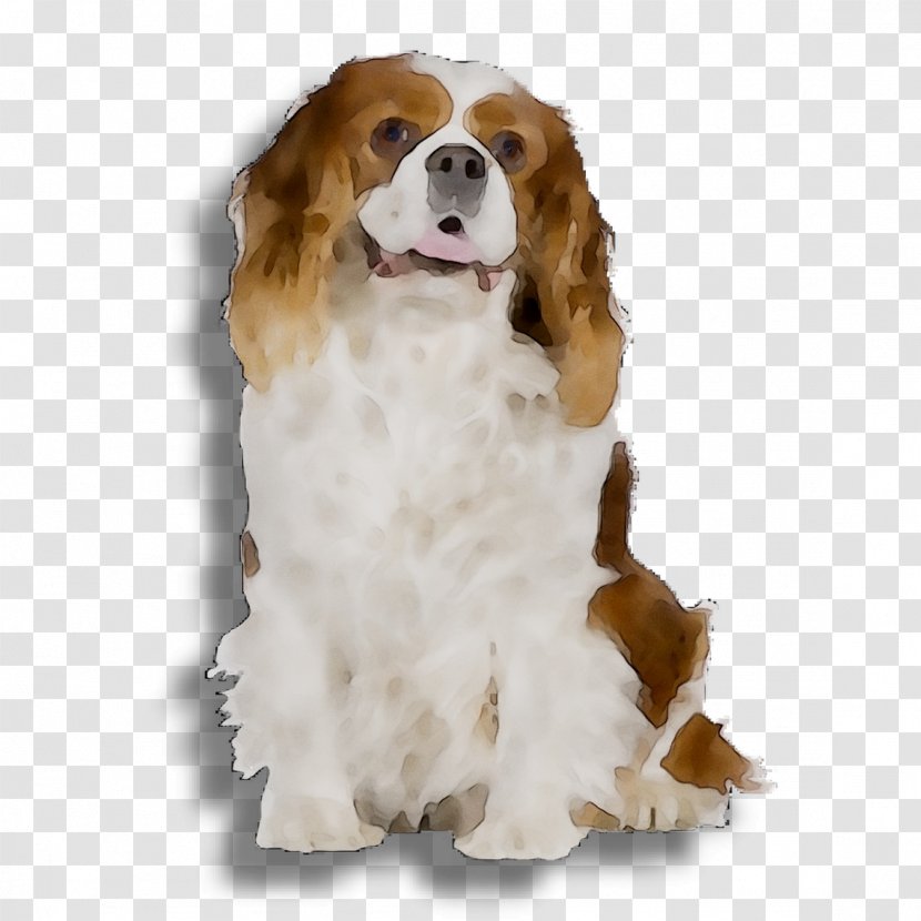 Welsh Springer Spaniel Cavalier King Charles Dog Breed Puppy - Vertebrate Transparent PNG